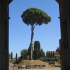 auf dem Palatin über dem Forum Romanum