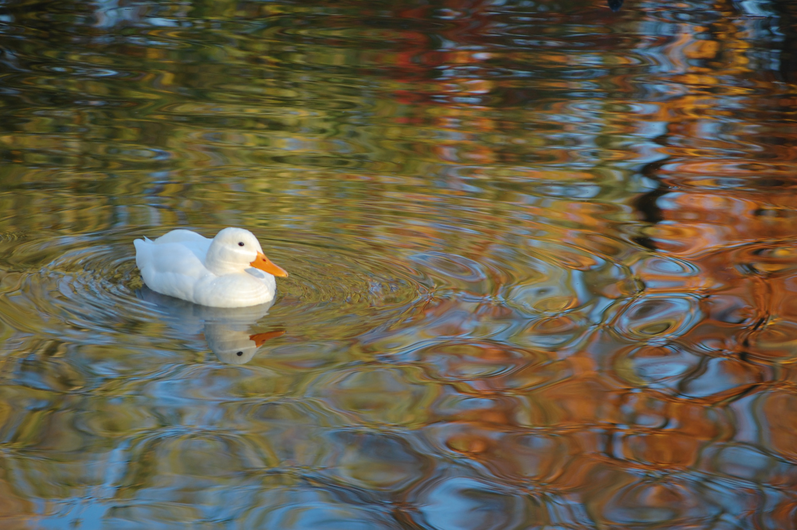 Auf dem Parkteich