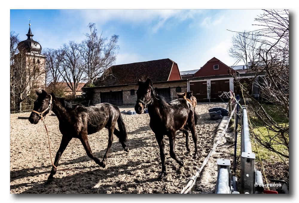 Auf dem Pferdehof #2