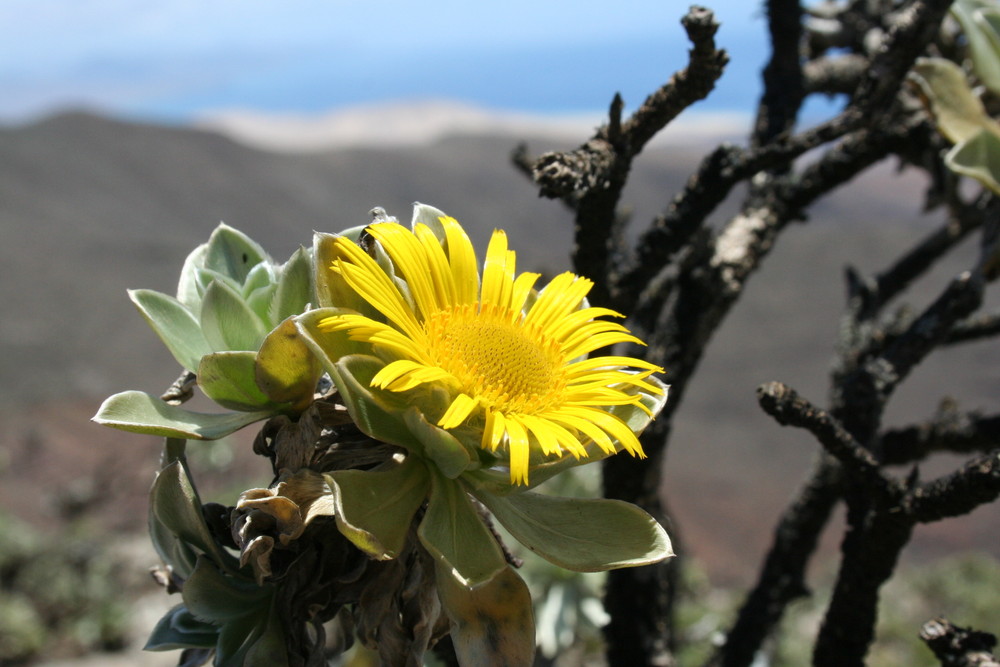 Auf dem Pico de Jandia