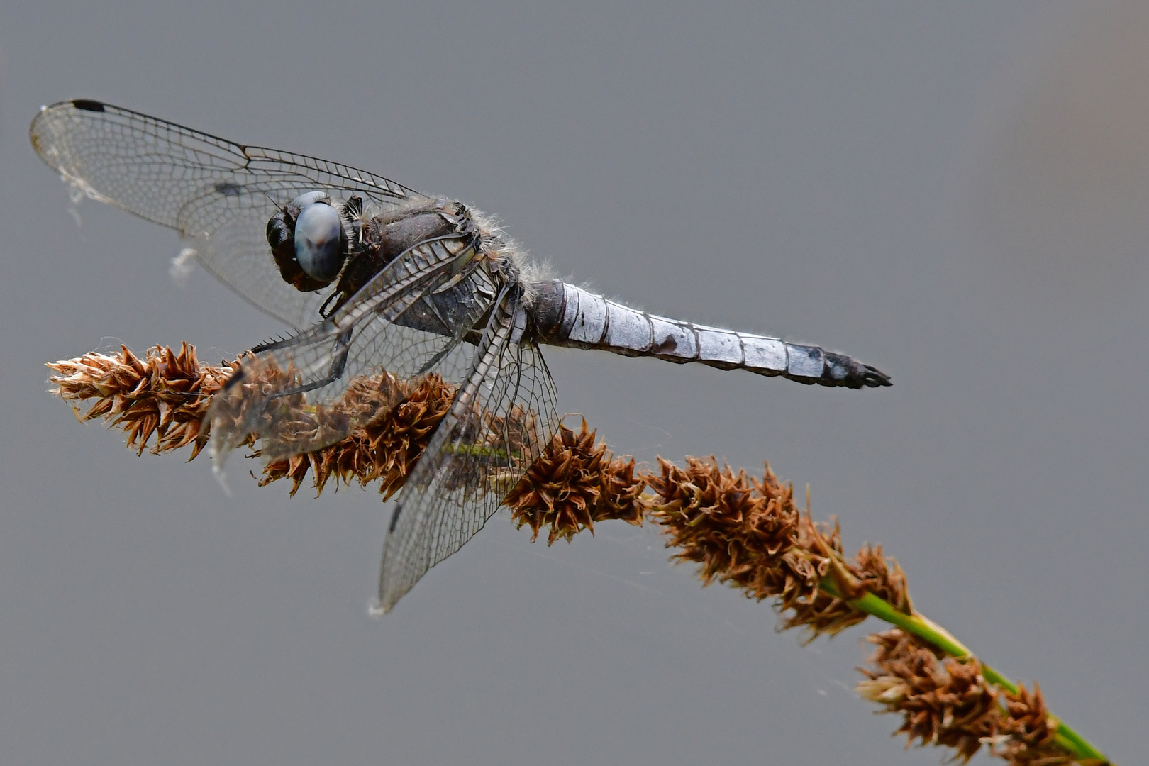 Auf dem Posten Spitzenfleck (Libellula fulva)