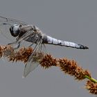 Auf dem Posten Spitzenfleck (Libellula fulva)