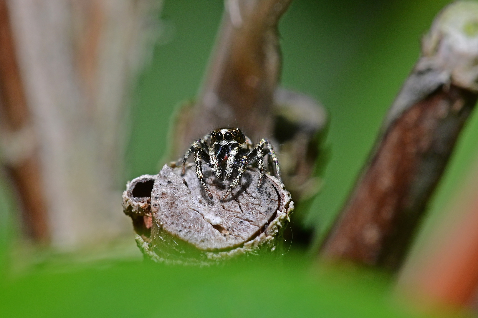 Auf dem Präsentierteller - Zebraspringspinne