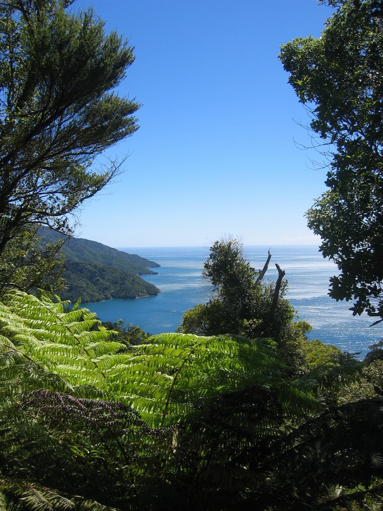 Auf dem Queen Charlotte Track I