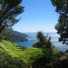 Auf dem Queen Charlotte Track I