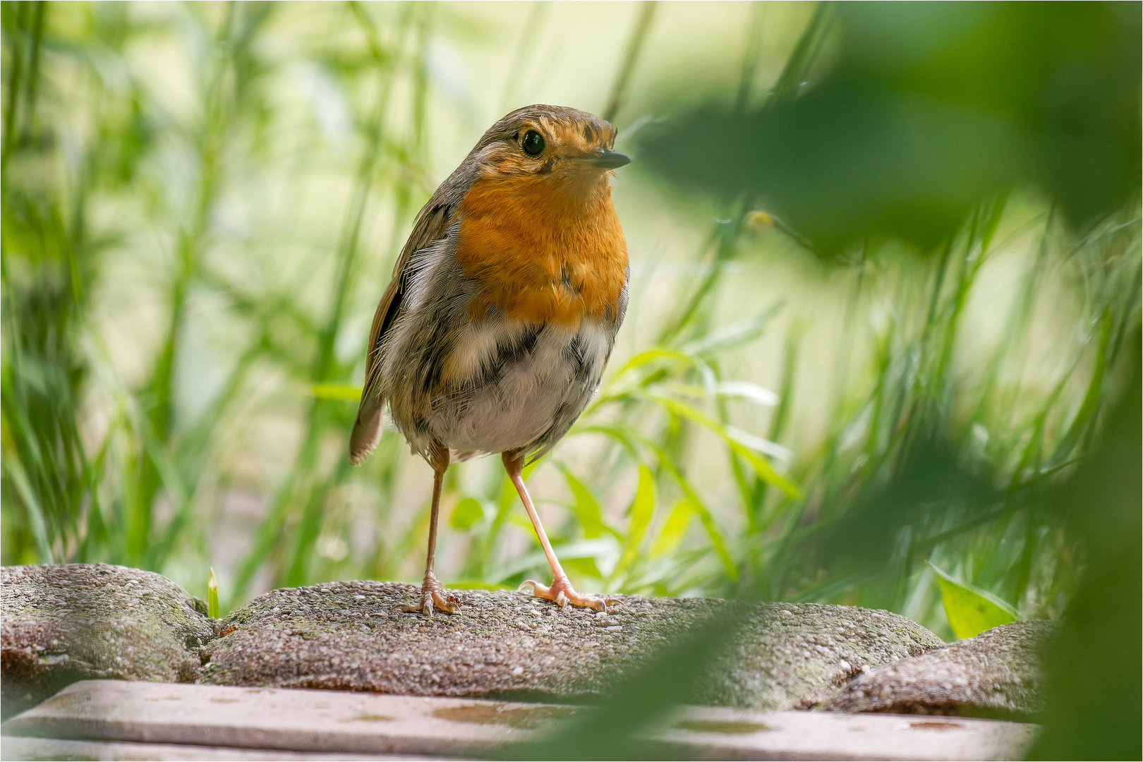 auf dem Rasenkantenstein hockte lütt Robin  .....