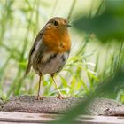 auf dem Rasenkantenstein hockte lütt Robin  .....