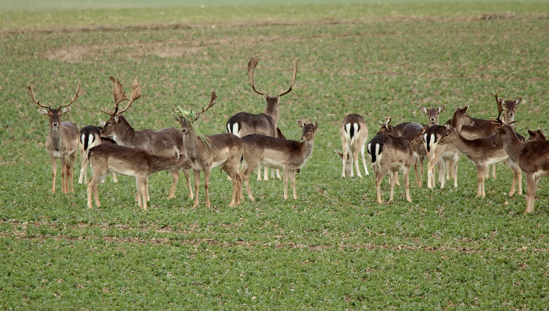 Auf dem Raspsfeld