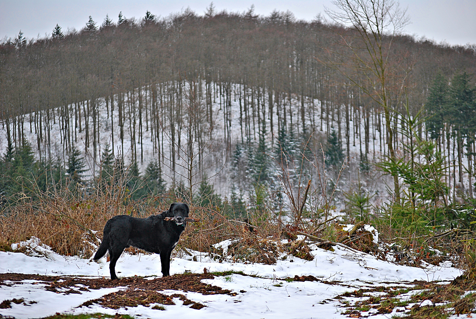 auf dem rauen Berge...