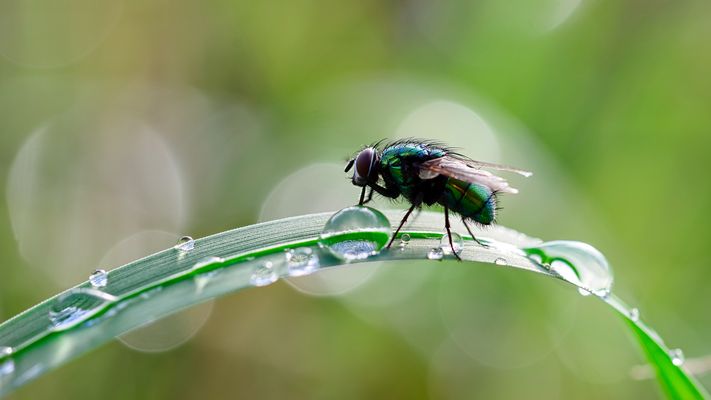 Auf dem Regenbogen 37/52