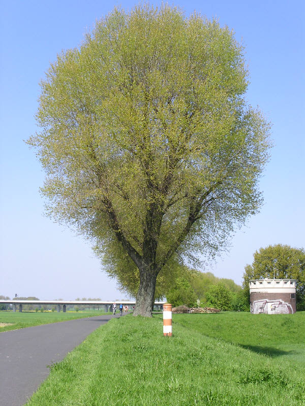 Auf dem Rheindeich