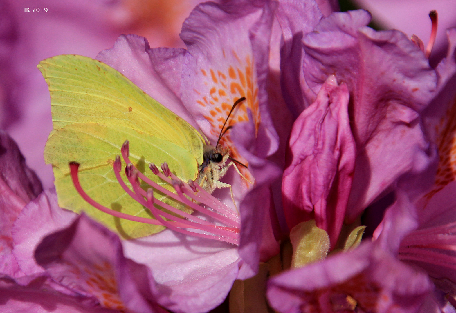 auf dem Rhododendron...