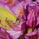 auf dem Rhododendron...