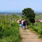 Auf dem Römer Rundwanderweg !