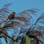 Auf dem Rohr im Wind