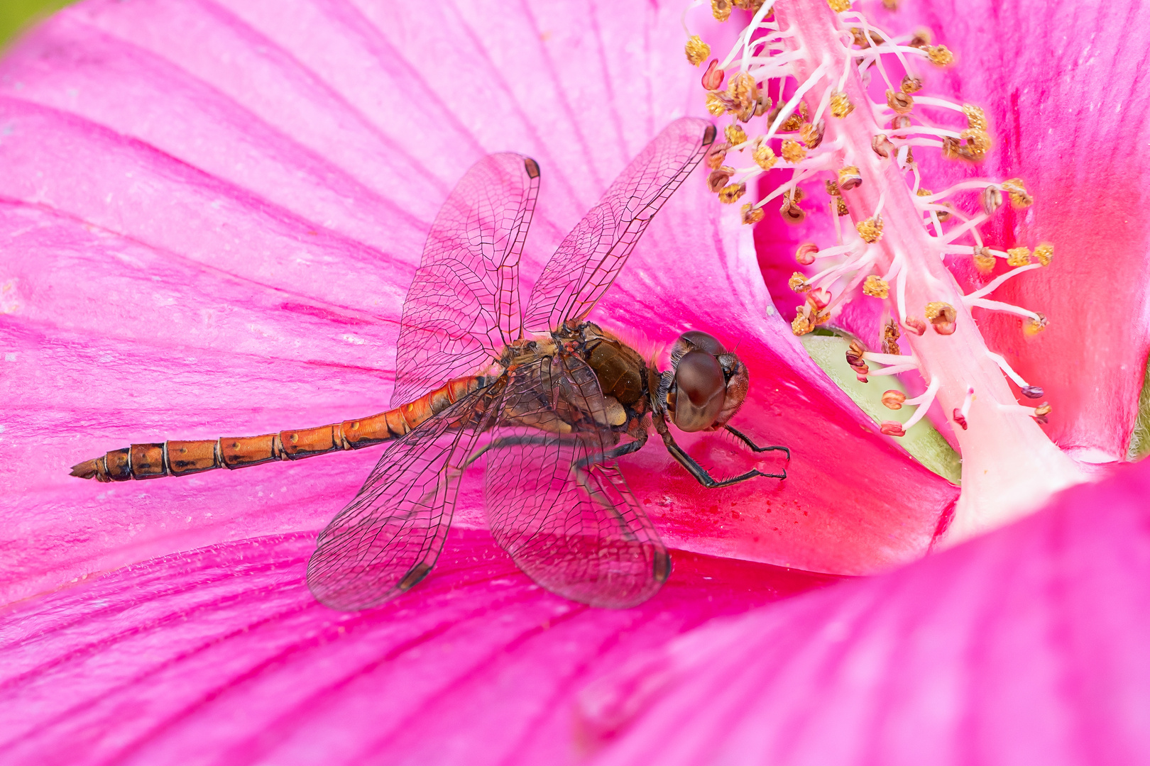 Auf dem Rosa Teppich