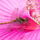 Auf dem Rosa Teppich