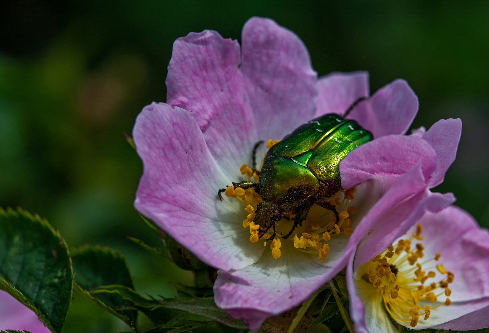 Auf dem Rosenkäfer