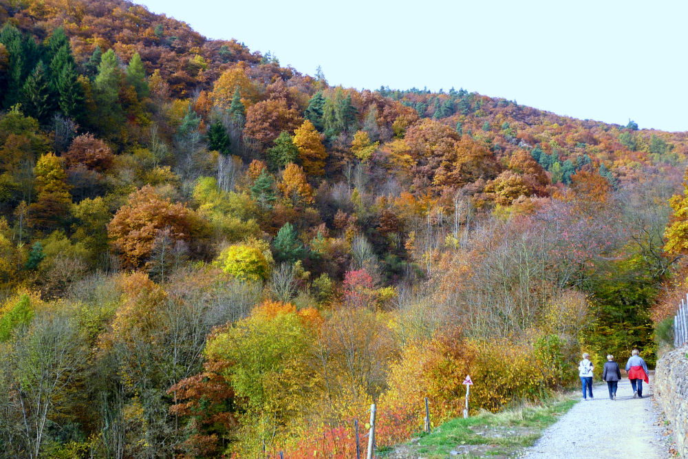 Auf dem Rotweinwanderweg Teil 2/2