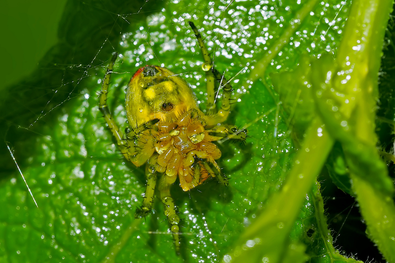 Auf dem Rücken schlafende Spinne bei Dauerregen... - Elle dort pendant une pluie intense...