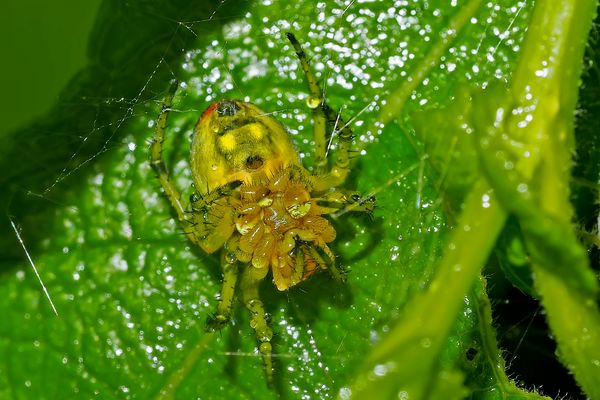 Auf dem Rücken schlafende Spinne bei Dauerregen... - Elle dort pendant une pluie intense...