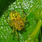 Auf dem Rücken schlafende Spinne bei Dauerregen... - Elle dort pendant une pluie intense...