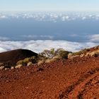 Auf dem Rückweg vom Teide