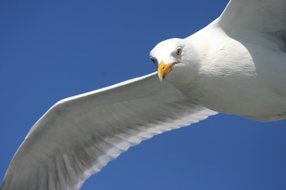 Auf dem Rückweg von Helgoland