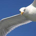 Auf dem Rückweg von Helgoland