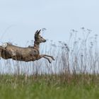 Auf dem Rückweg von meinem heutigen Ansitz...