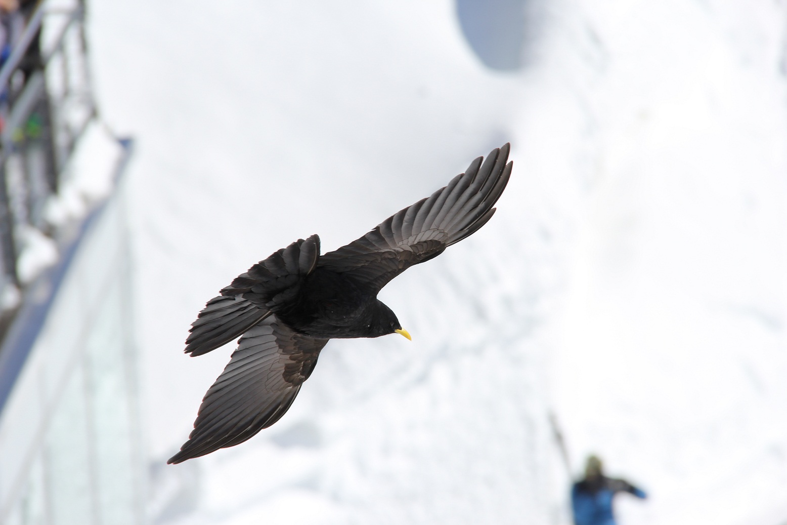 Auf dem Säntis