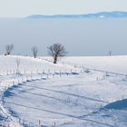 Auf dem Schauinsland