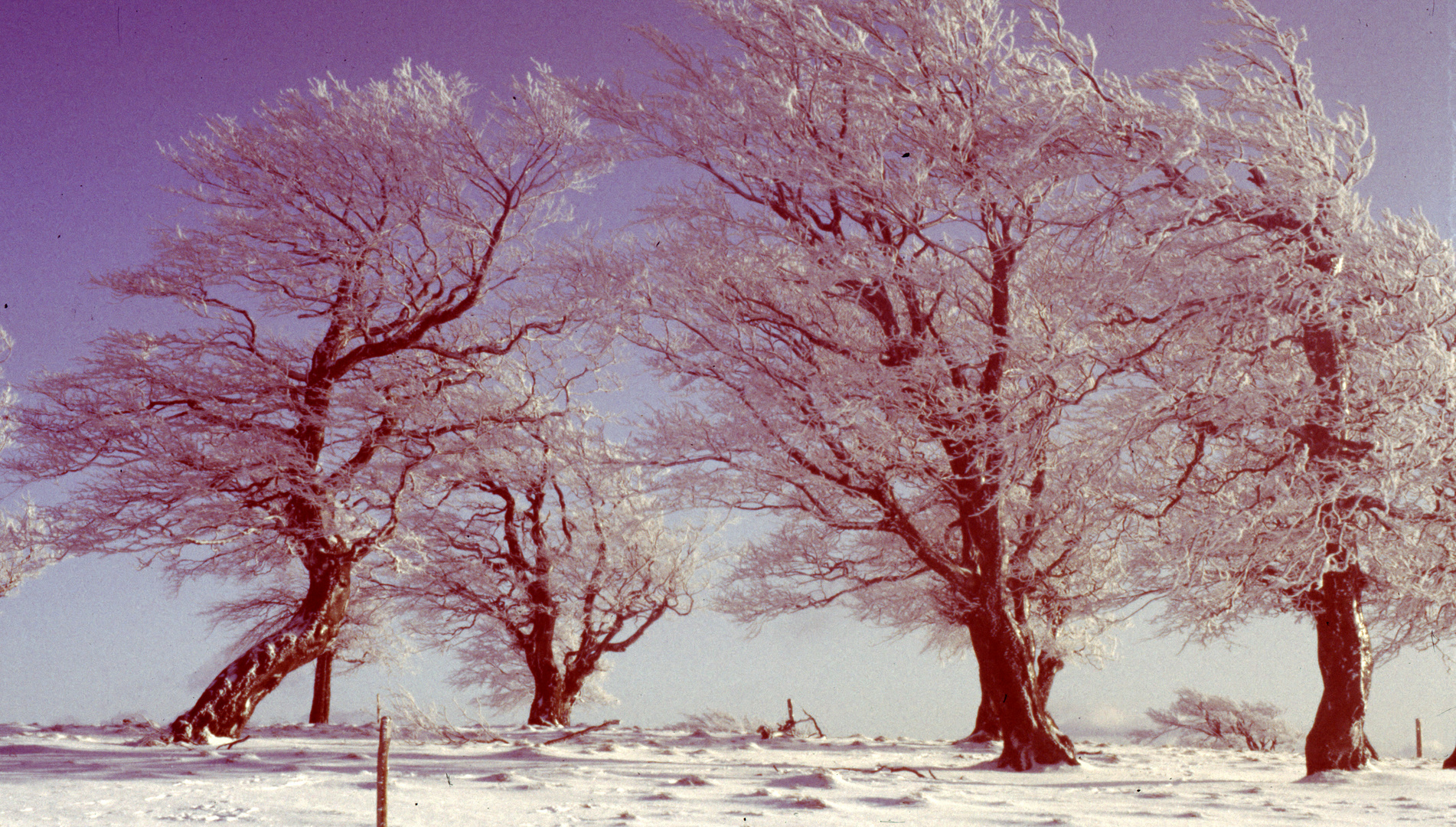 auf dem Schauinsland - im Winter