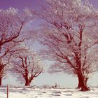 auf dem Schauinsland - im Winter