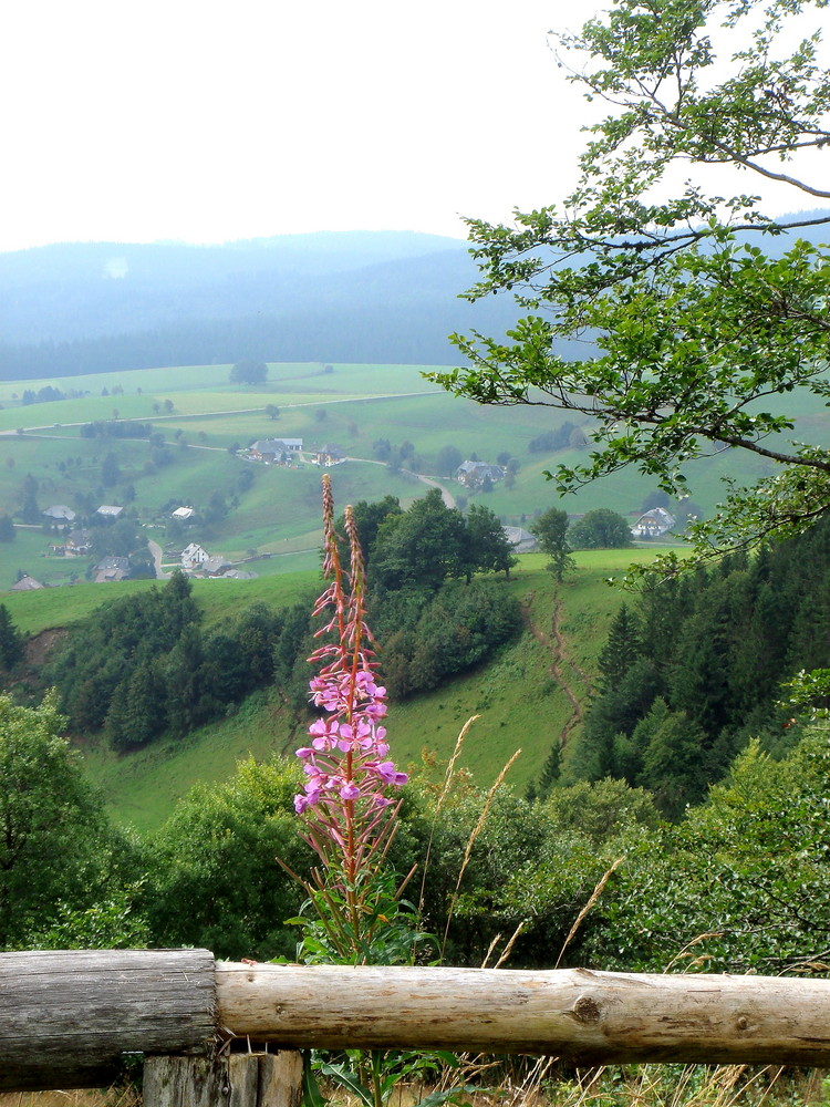 auf dem Schauinsland, Schwarzwald