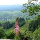 auf dem Schauinsland, Schwarzwald