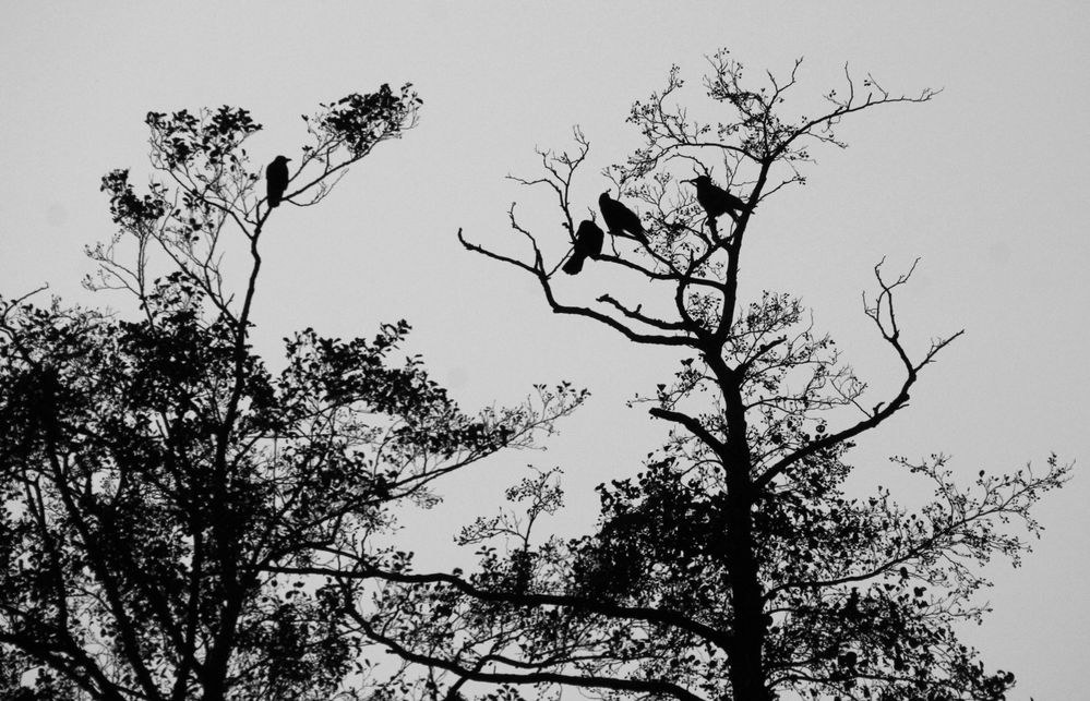 auf dem Schlafbaum Foto & Bild | dokumentation, bäume, baum Bilder