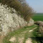 Auf dem Schlehenweg