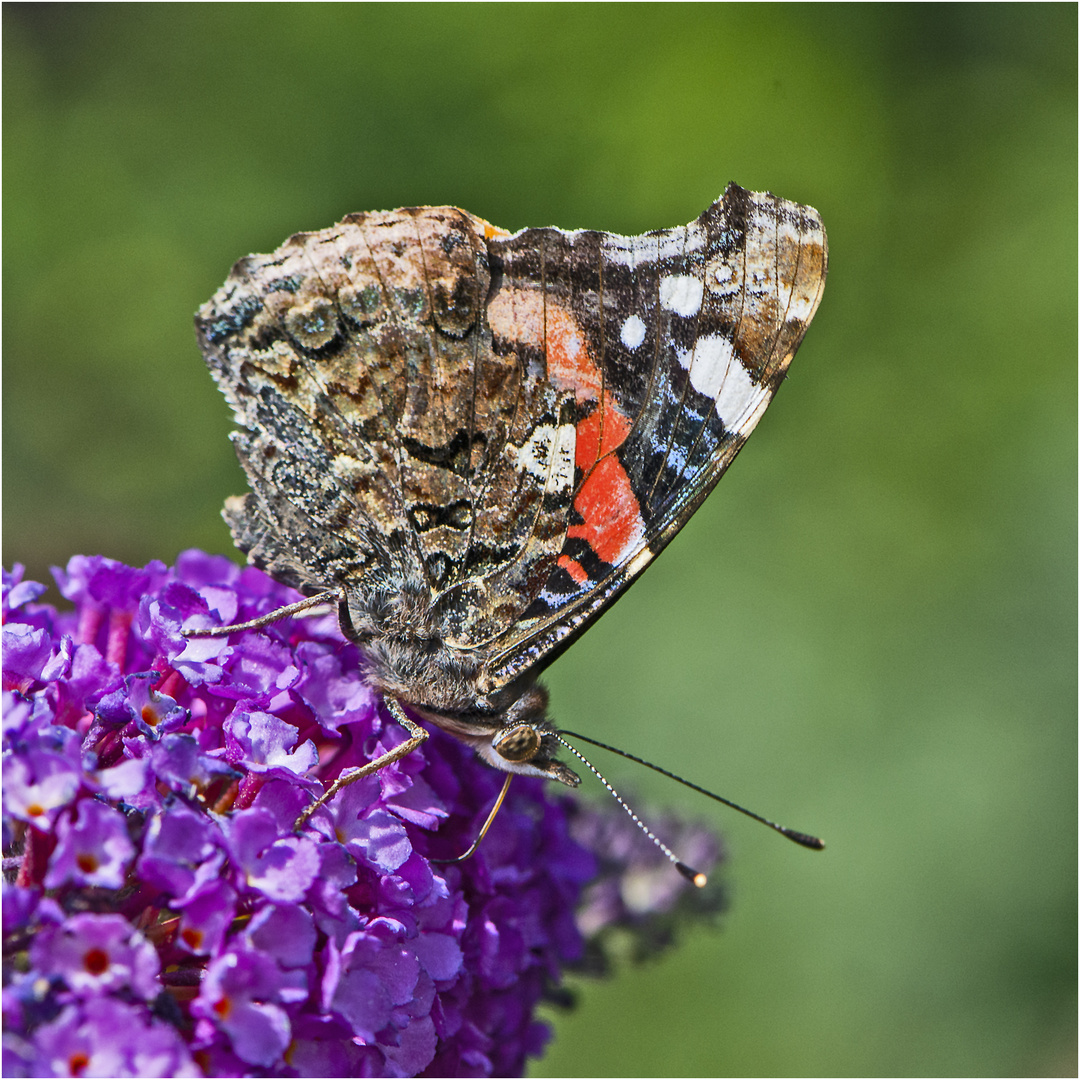 Auf dem Schmetterlingsflieder (2) zeigte sich der Admiral (Vanessa atalanta) der sehr . . .