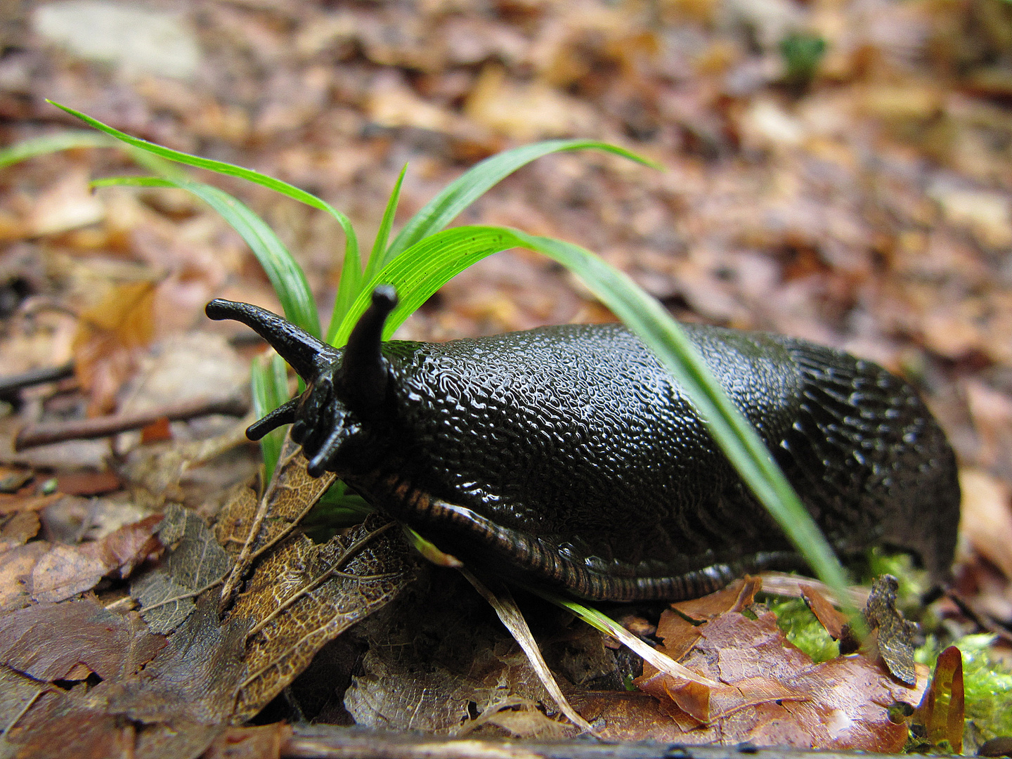 auf dem Schneckelesfels