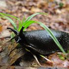 auf dem Schneckelesfels