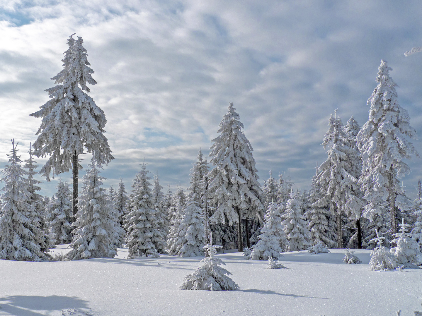 Auf dem Schneekopf 3