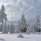 Auf dem Schneekopf 3