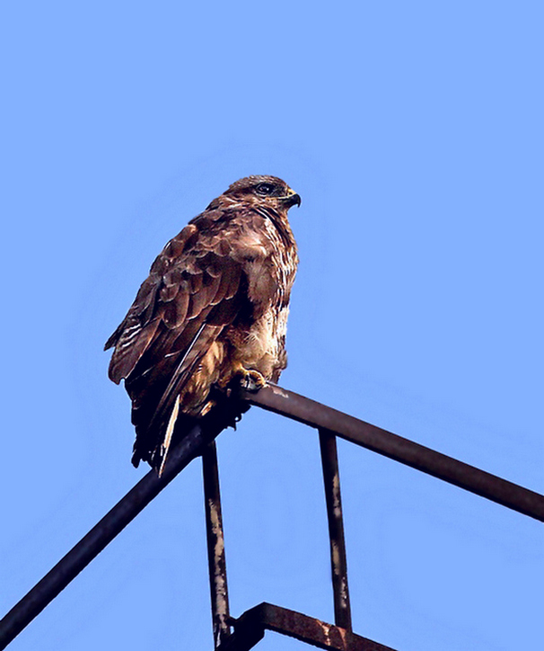 Auf dem Schornsteingitter / Bussard