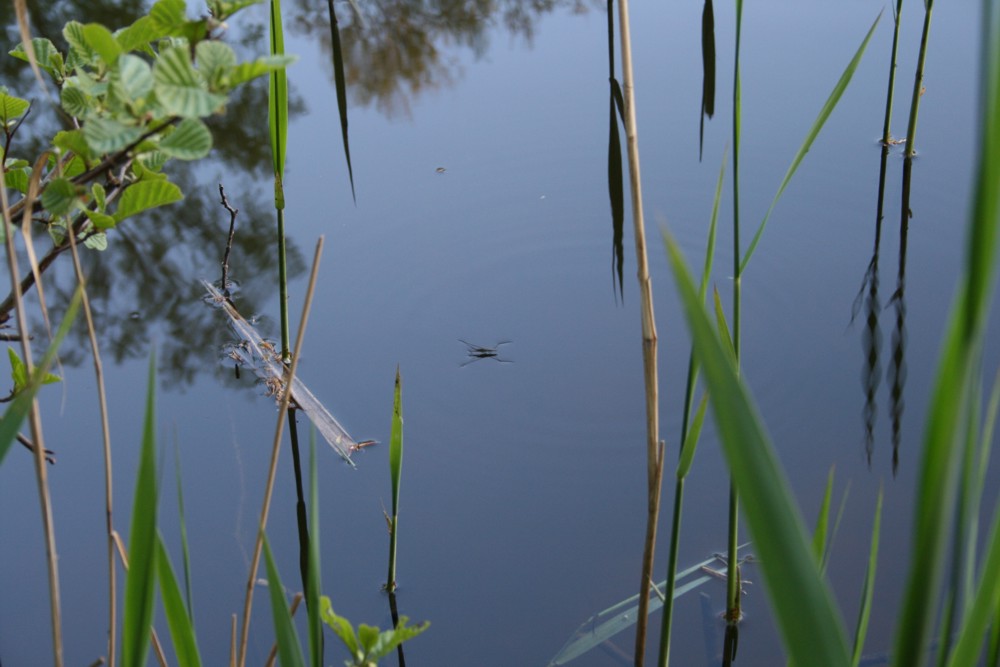 Auf dem See 02