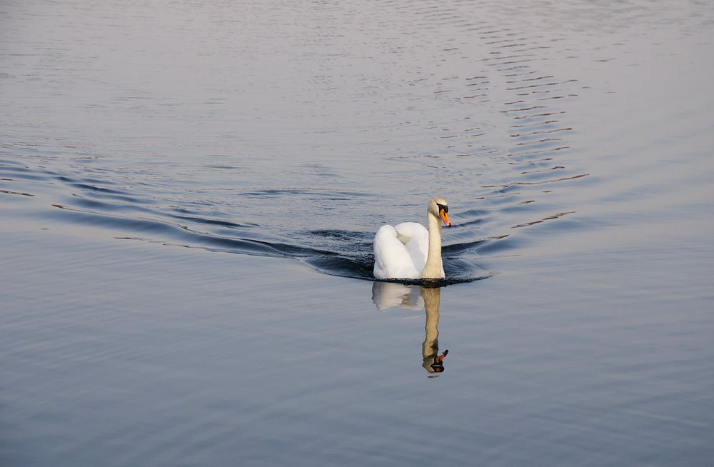 Auf dem See....