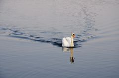 Auf dem See....