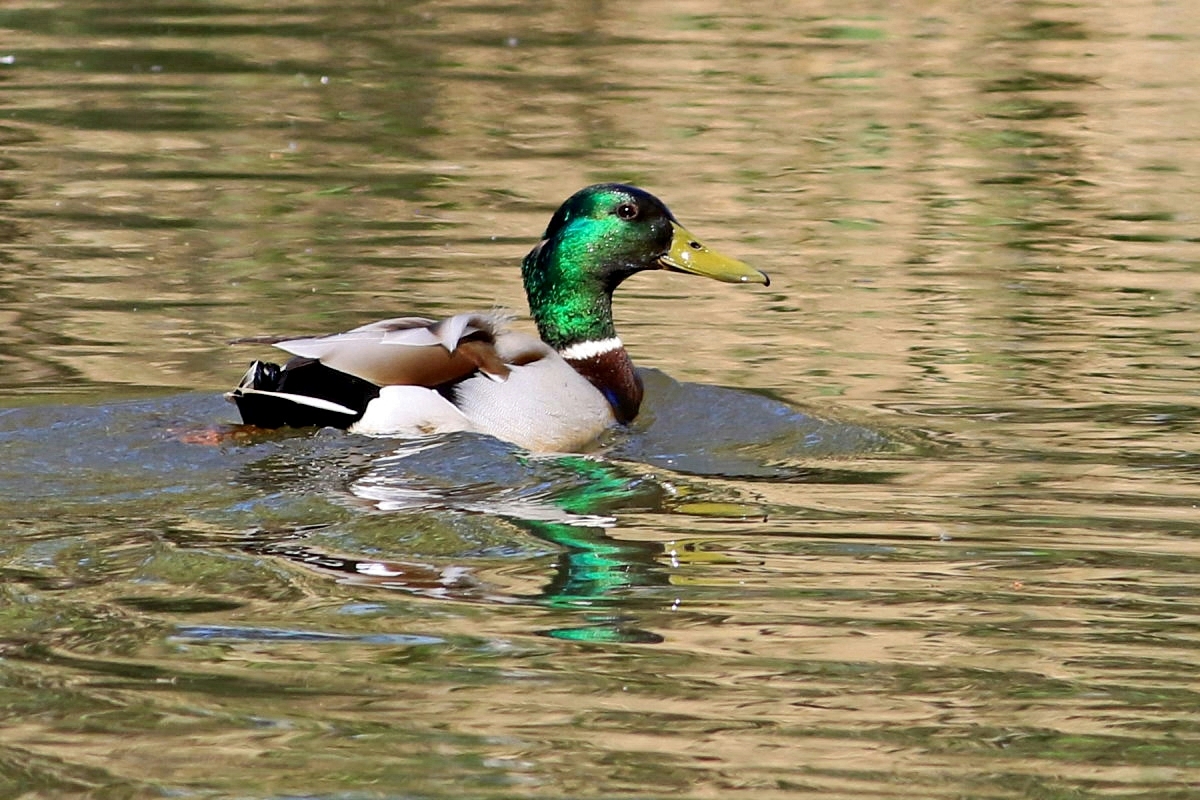 auf dem See