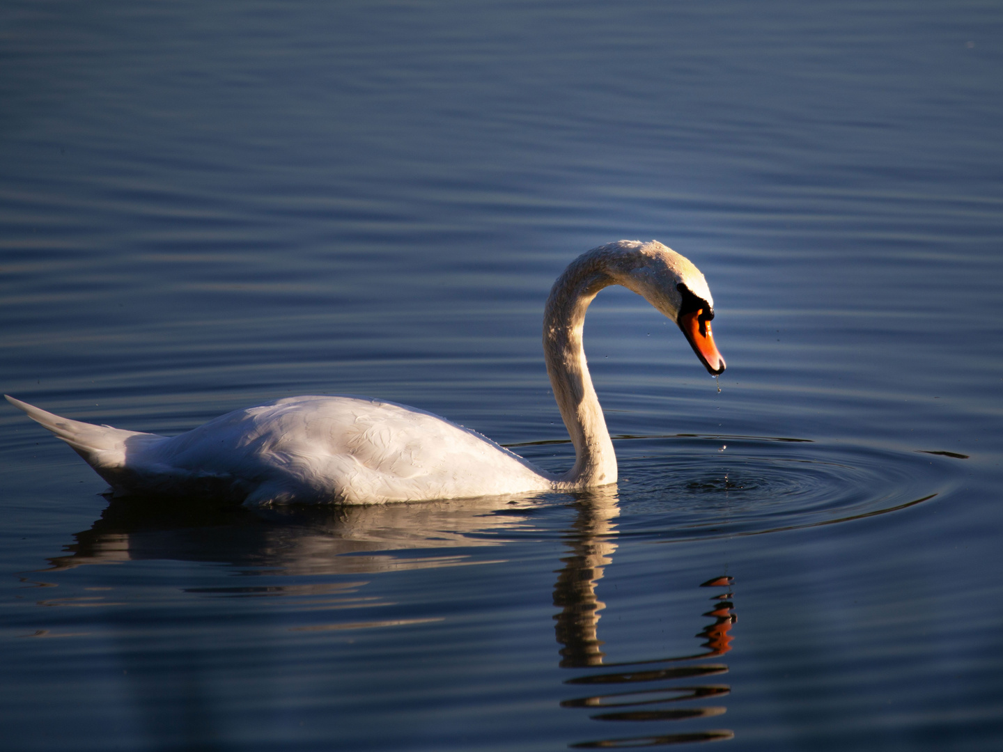 Auf dem See 