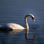 Auf dem See 